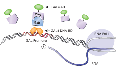 The yeast two-hybrid principle