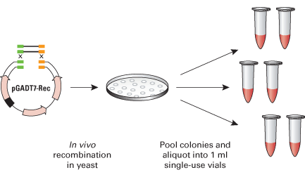  Library generation using n vivo recombination in S. cerevisiae. Mate & Plate Libraries are created via recombination between your cDNA and the Matchmaker prey vector pGADT7-Rec. 