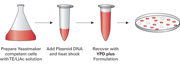 Schematic of the Yeastmaker Protocol