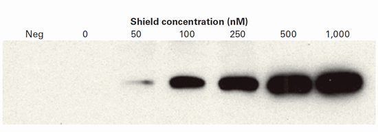 Dose-dependent stabilization of DD-tagged AcGFP1 fluorescent protein