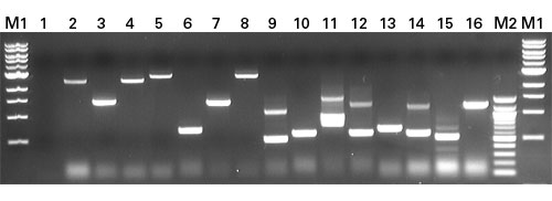 Use colony PCR to quickly amplify and screen your positive candidate clones