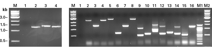Use colony PCR to quickly analyze your bait-specific reporter strains and sort your positive candidate clones