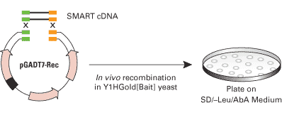 Use SMART technology and yeast biology to construct and screen your library
