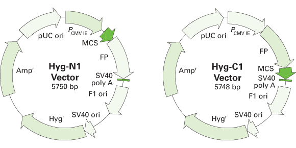 Hygromycin DsRed-Monomer and AcGFP1 expression vectors