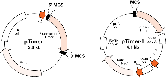 Vector map for pTimer vectors
