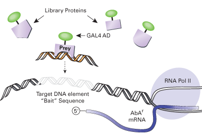 Screening for protein-DNA interactions with the Matchmaker Gold One-Hybrid System