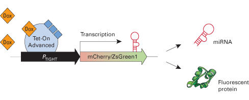 Tetracycline-inducible microRNA