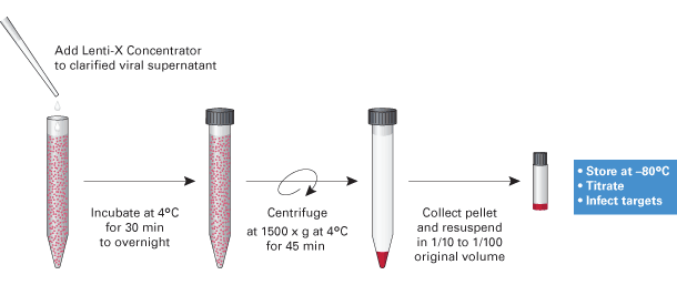 Rapid lentivirus concentration