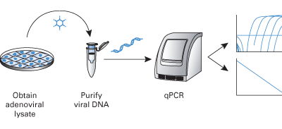 Flowchart of the procedures used for titrating adenoviral DNA with the Adeno-X qPCR Titration Kit