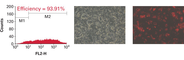 Effective transfection of embryonic stem cells with Xfect mESC Transfection Reagent