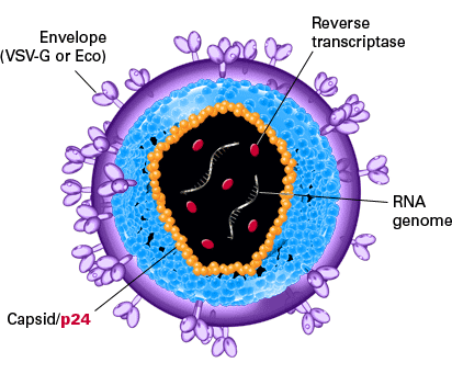 Lentiviral titration by p24 ELISA or Lenti-X GoStix