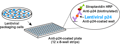 Lenti-X p24 Rapid Titer Kit to measure lentivirus titer