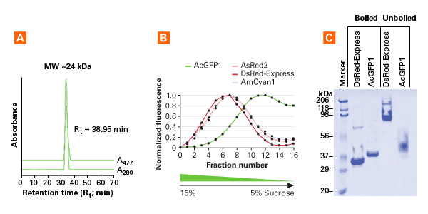AcGFP1 is a monomeric protein