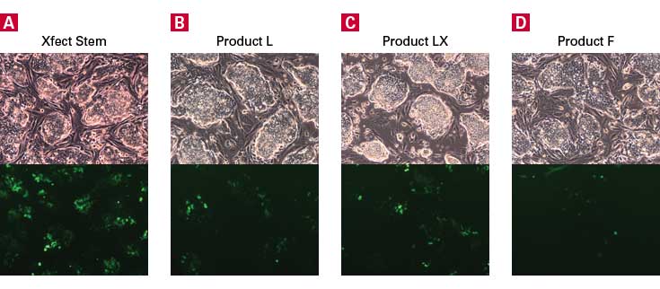 Xfect mESC Transfection Reagent exhibits far higher transfection efficiency than leading competitor reagents