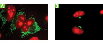 AcGFP1 is ideal for multicolor and fluorescence microscopy applications