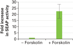 SEAP activity is highly specific, with a >20-fold increase in activity