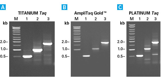 Titanium Taq efficiently amplifies specific genes from genomic DNA