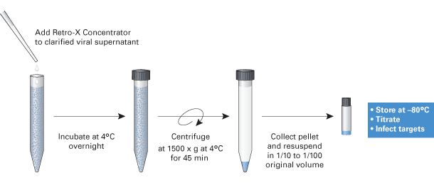 Simple method to concentrate retrovirus