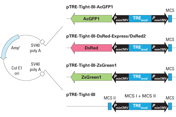 Schematic map of the pTRE-Tight-BI expression vectors