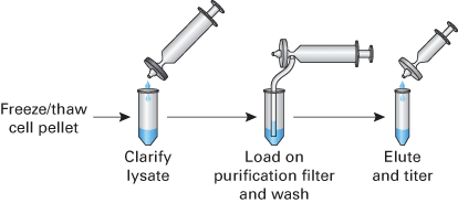 Overview of the Adeno-X Maxi Purification Kit protocol