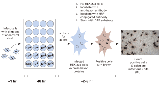 Adeno-X Rapid Titer Kit protocol
