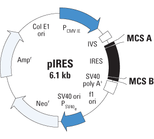 pIRES vector map
