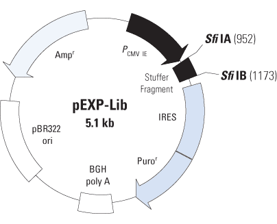 pEXP-Lib vector map