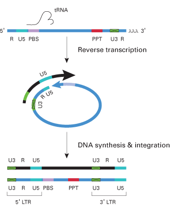Self-inactivation mechanism of the Retro-X Q retroviral vectors