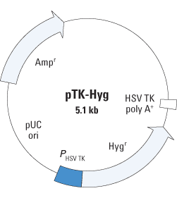 Map of the pTK-Hyg Vector