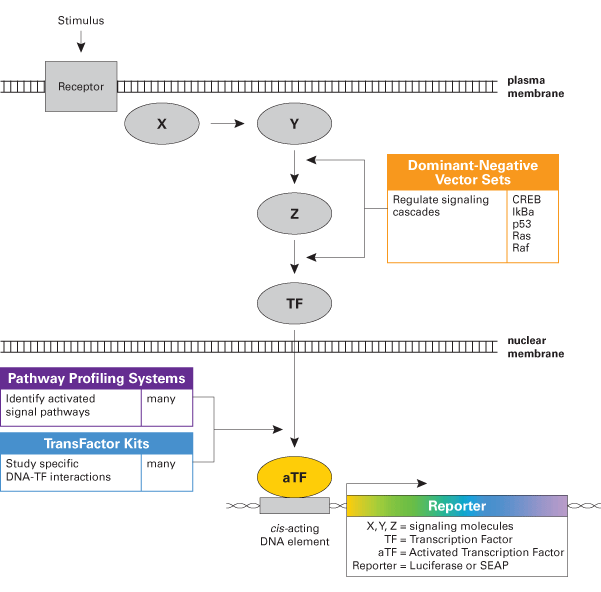 Signal transduction kits are available for in vivo studies of signal transduction—from signaling cascades to gene transcription