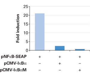 Inhibition of NFκB activity using pCMV-IκBα and pCMVκIαBM from the IκB Dominant-Negative Vector Set 