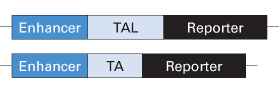 Pathway profiling vectors