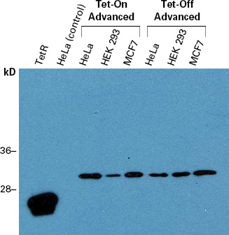 Western blot detection of the Tet-On Advanced and Tet-Off Advanced transactivators
