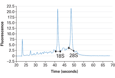 To confirm highest quality, all lots of premium total RNA are analyzed by capillary electrophoresis using an Agilent 2100 Bioanalyzer