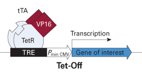 Tet-Off cell lines express transactivators that bind to and activate expression from any TRE-based promoter in the absence of doxycycline (Dox)