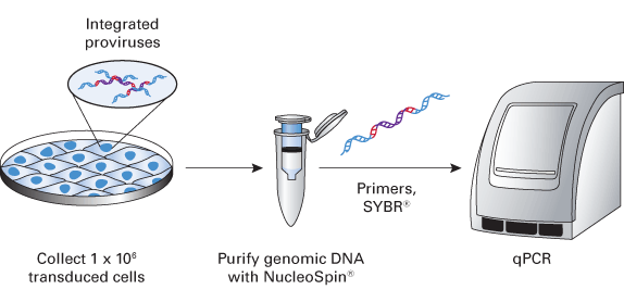 Measuring lentiviral copy number in target cells