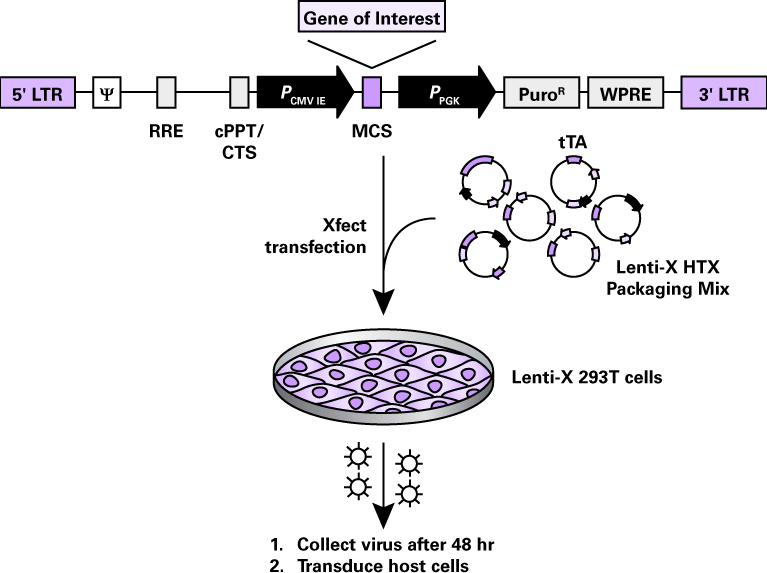 4th generation lentiviral packaging system