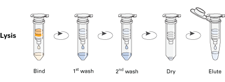 The NucleoSpin Plasmid miniprep protocol