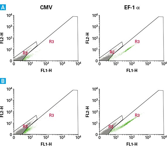 Expression of AcGFP1 driven by the EF-1 alpha promoter in stem cell lines is higher than expression driven by the CMV promoter