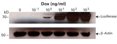 The Tet-On 3G system is a highly sensitive tetracycline inducible expression system