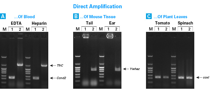 Terra PCR Direct was used to amplify the cyclin D2 gene (Ccnd2, 0.5 kb; Lane 1) and the transferrin receptor gene (TfrC 2 kb; Lane 2) from 1 μl of mouse blood treated with either EDTA or heparin