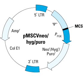 Map of pMSCV vectors