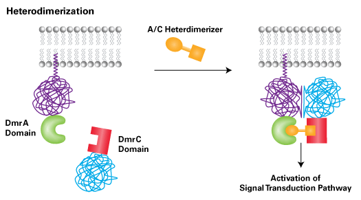 Inducible dimerization of heterodimers
