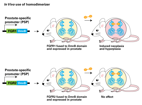 Signal transduction example 2