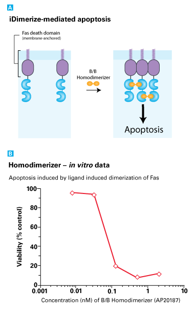 Signal transduction example 1: Inducing a Programmed Cell Death Pathway (Inducible Apoptosis)