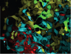 Four-color visualization of Living Colors Fluorescent Proteins