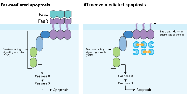 Exploiting fas-mediated apoptosis to induce programmed cell death