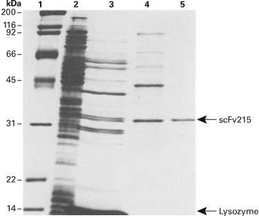 Single-chain antibody purification with Thiophilic Resin