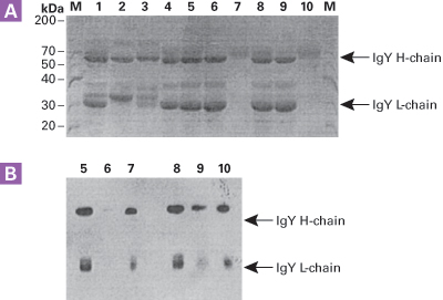 IgY purification from chicken egg using Thiophilic Resin