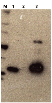 The mCherry monoclonal antibody detects PAmCherry in the lysate of mammalian cells